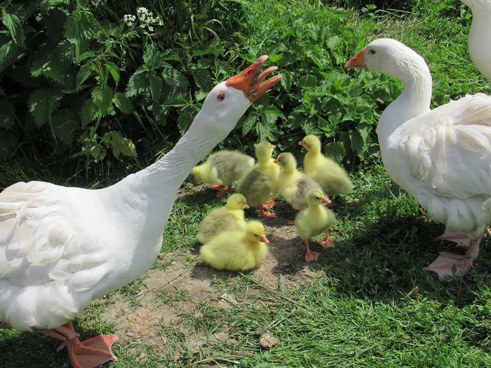Sebastopol geese and  their goslings, May 2023